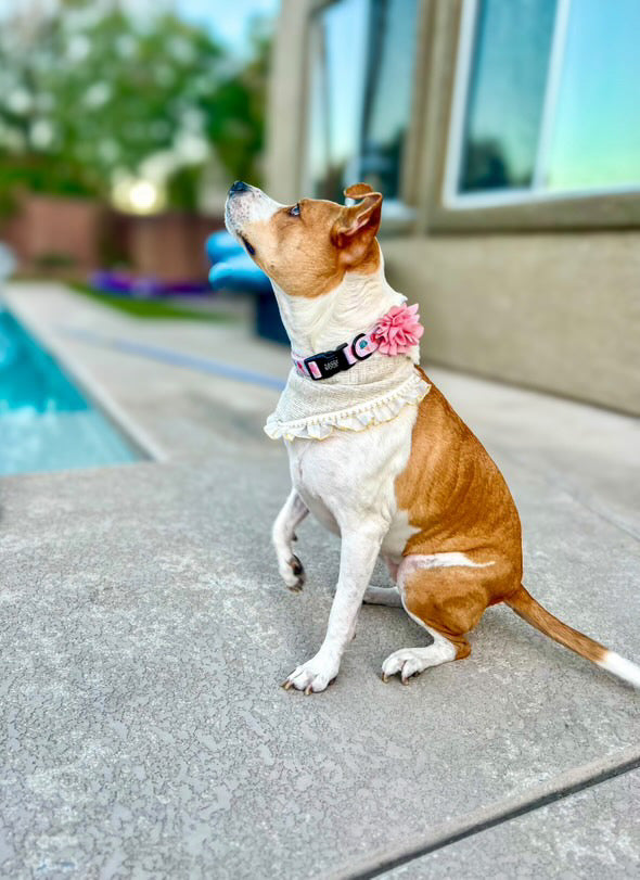 The Blair Dog Bandana