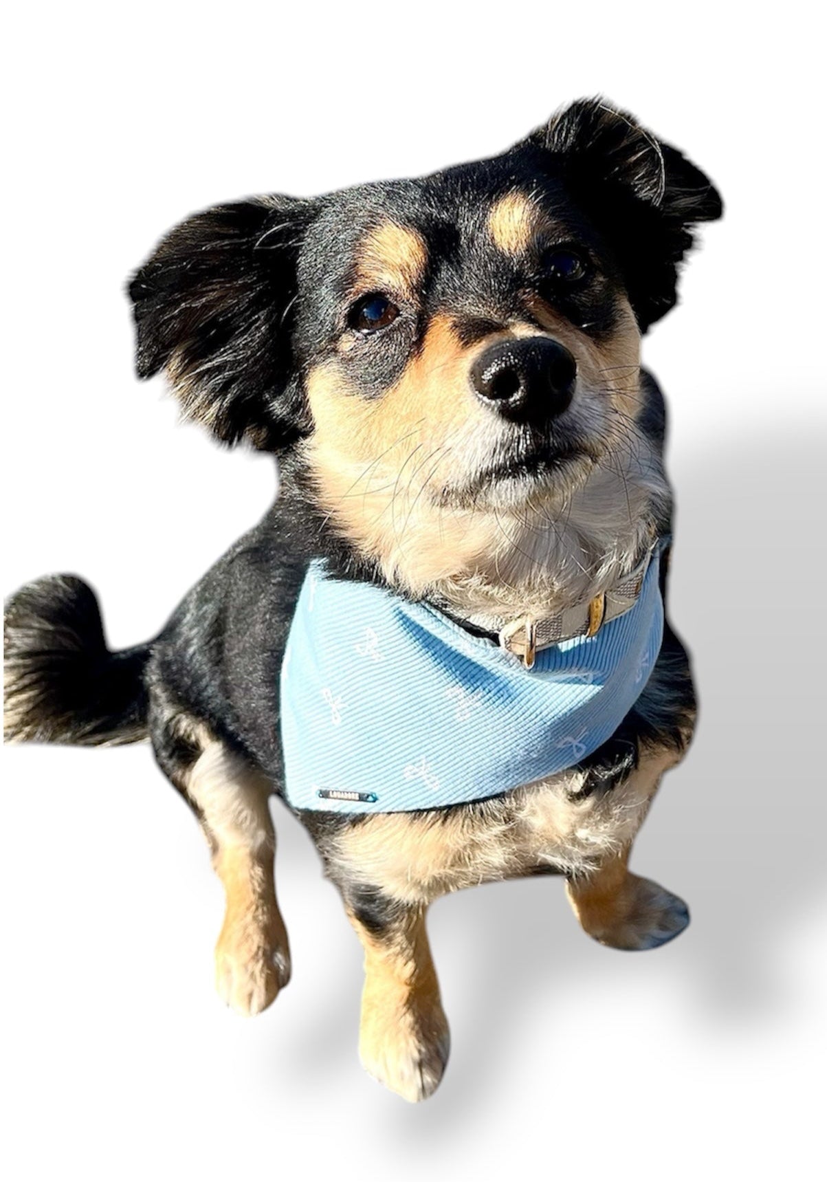 The Duchess Dog Bandana & The Duke Bow Tie