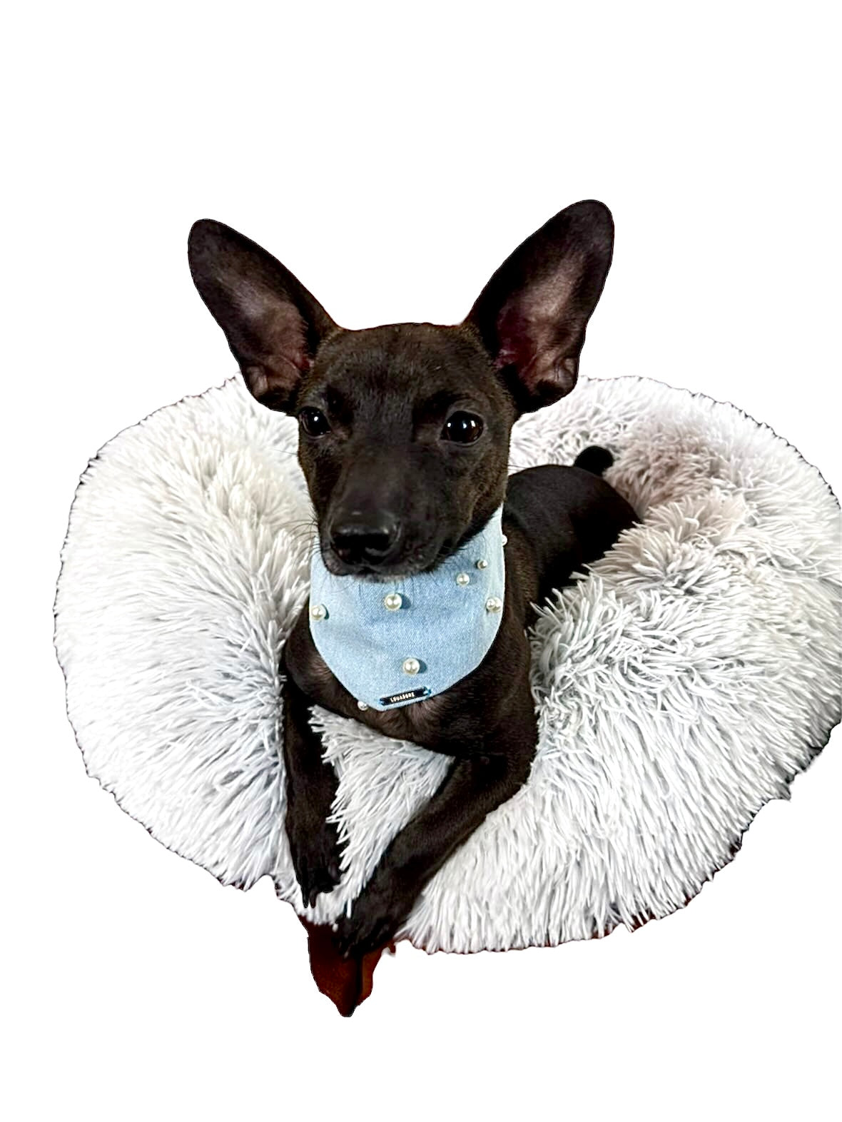 MUTT-terial Girl – Pearl Embellished Denim Dog Bandana