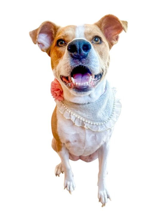 The Blair Dog Bandana