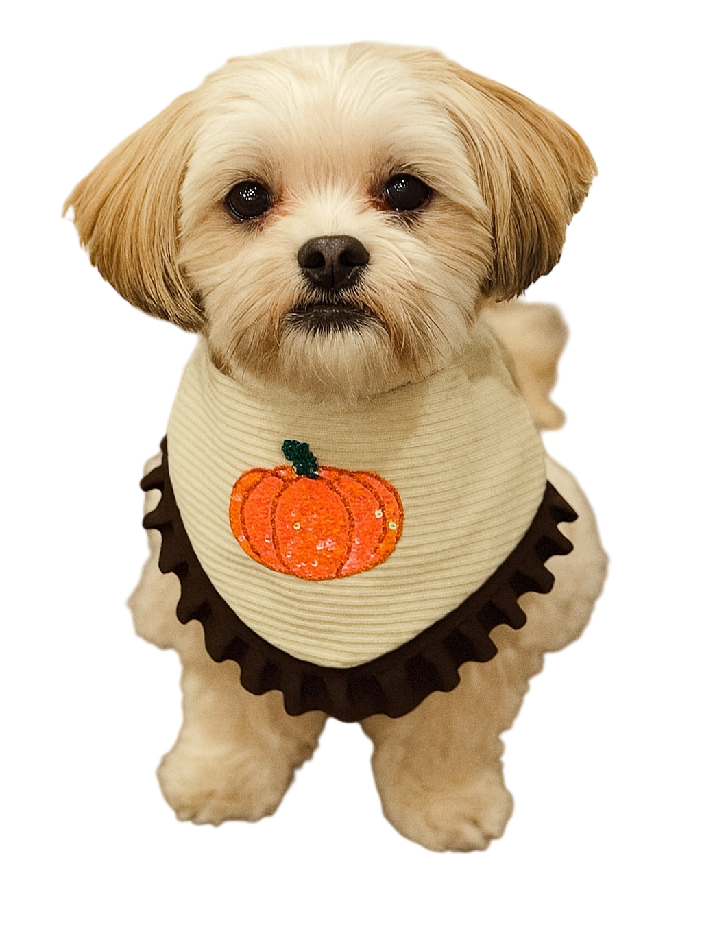 Pumpkin Chai Latte Dog Bandana (PCL)