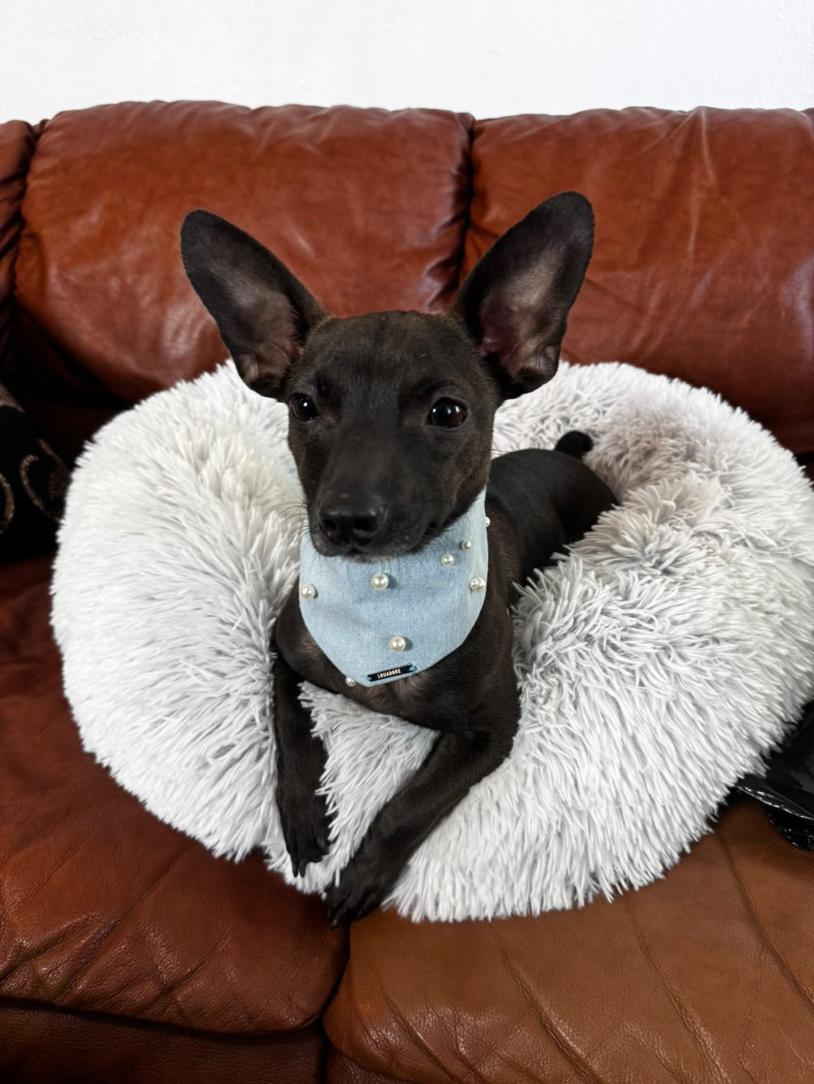 MUTT-terial Girl Dog Bandana & Bow Set
