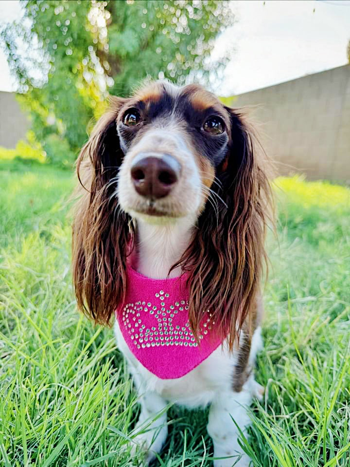 Queen Juicy Bandana