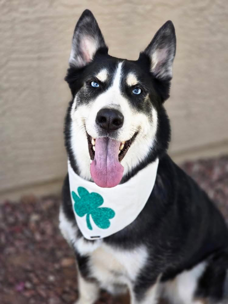 Shamrock Cutie Dog Bandana