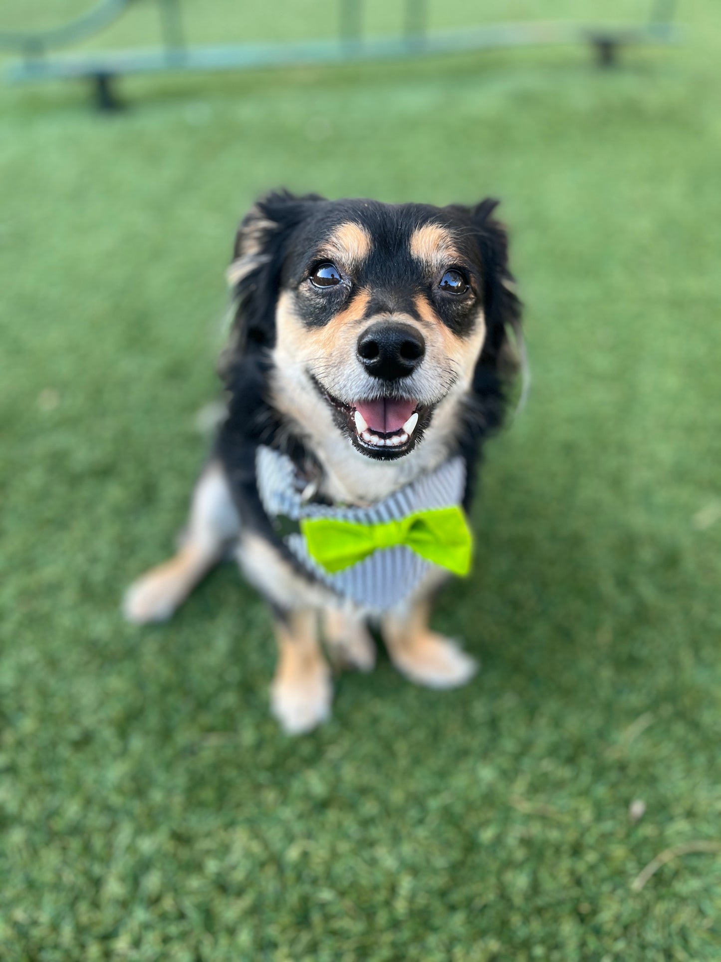 Beetlejuice Dog Bandana