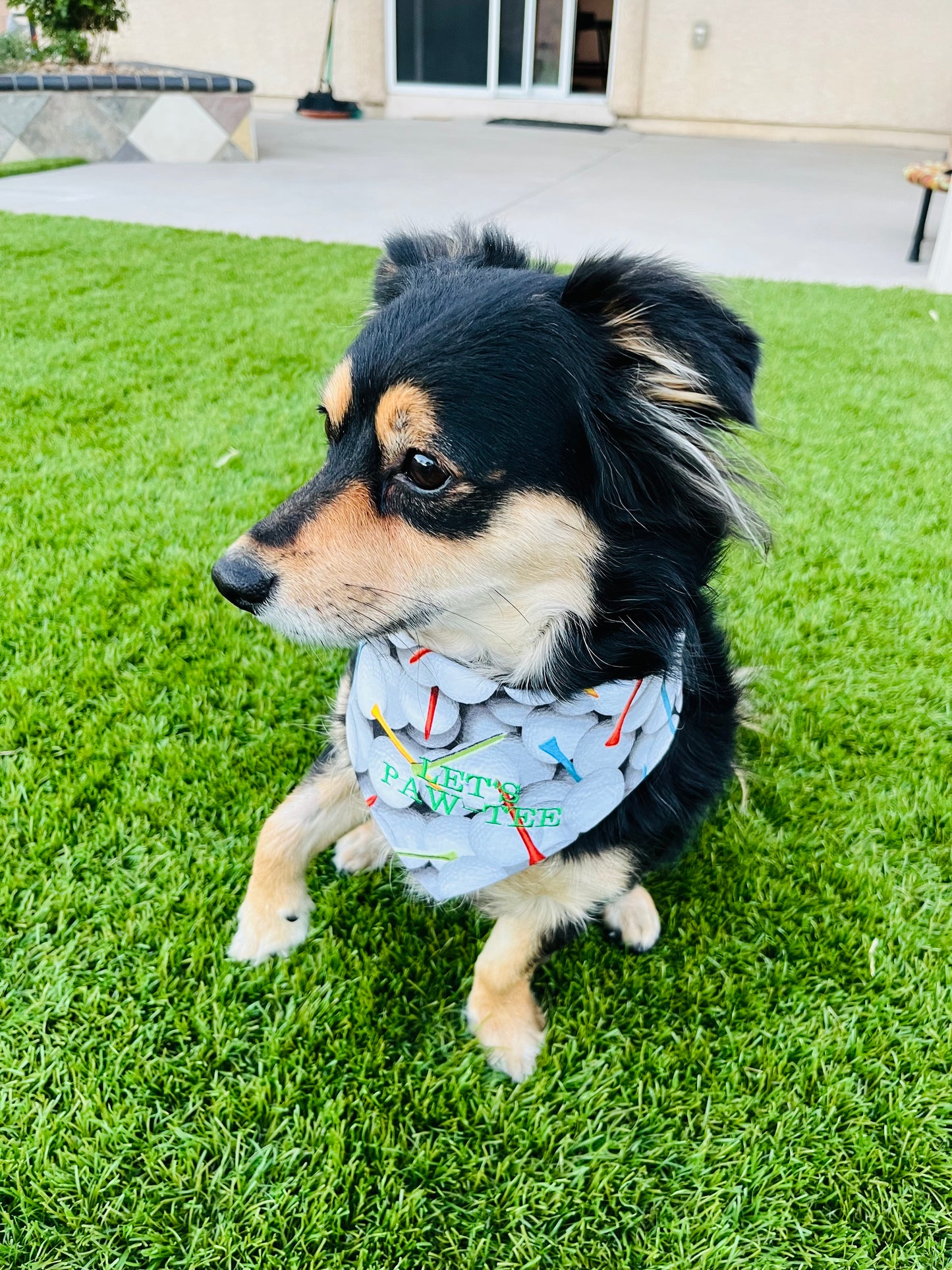 Let's Paw-Tee Dog Bandana