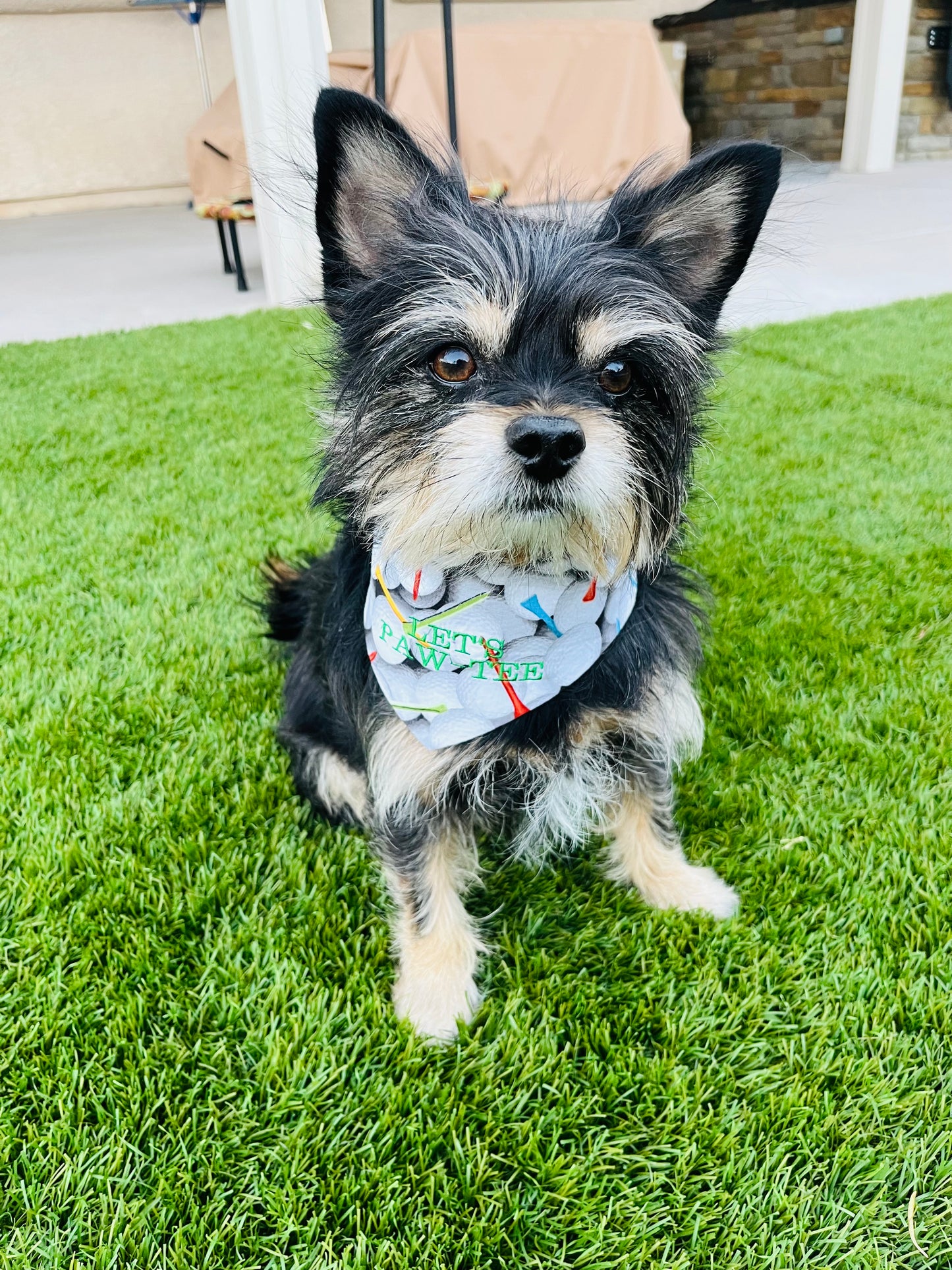 Let's Paw-Tee Dog Bandana