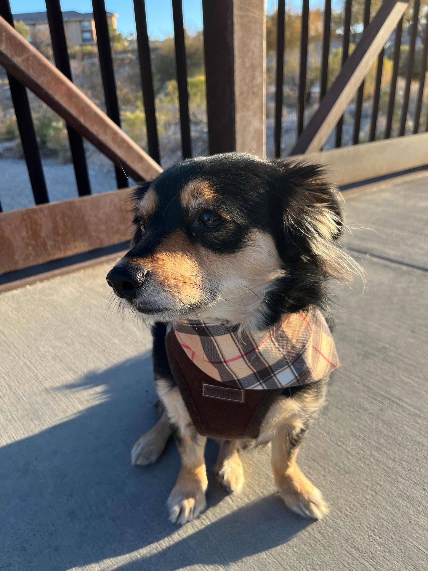 Furberry | Gaberdine Dog Bandana