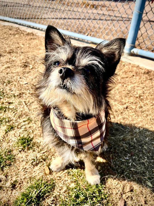 Furberry | Gaberdine Dog Bandana