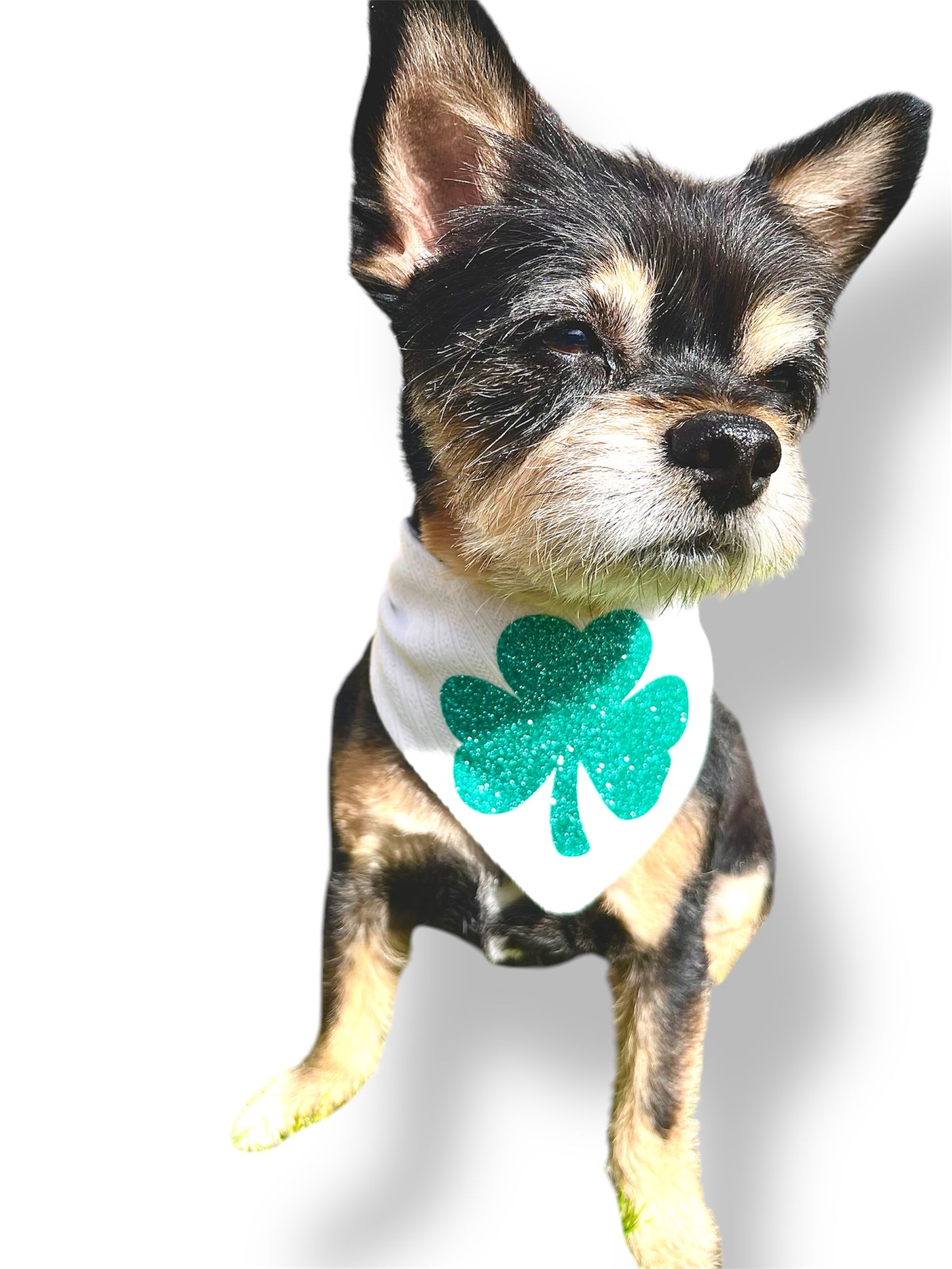 Shamrock Cutie Dog Bandana