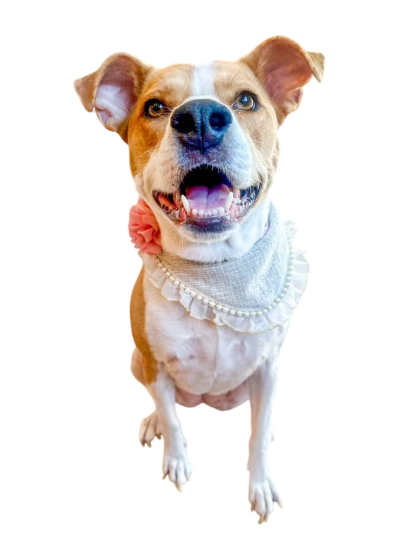 The Blair Dog Bandana